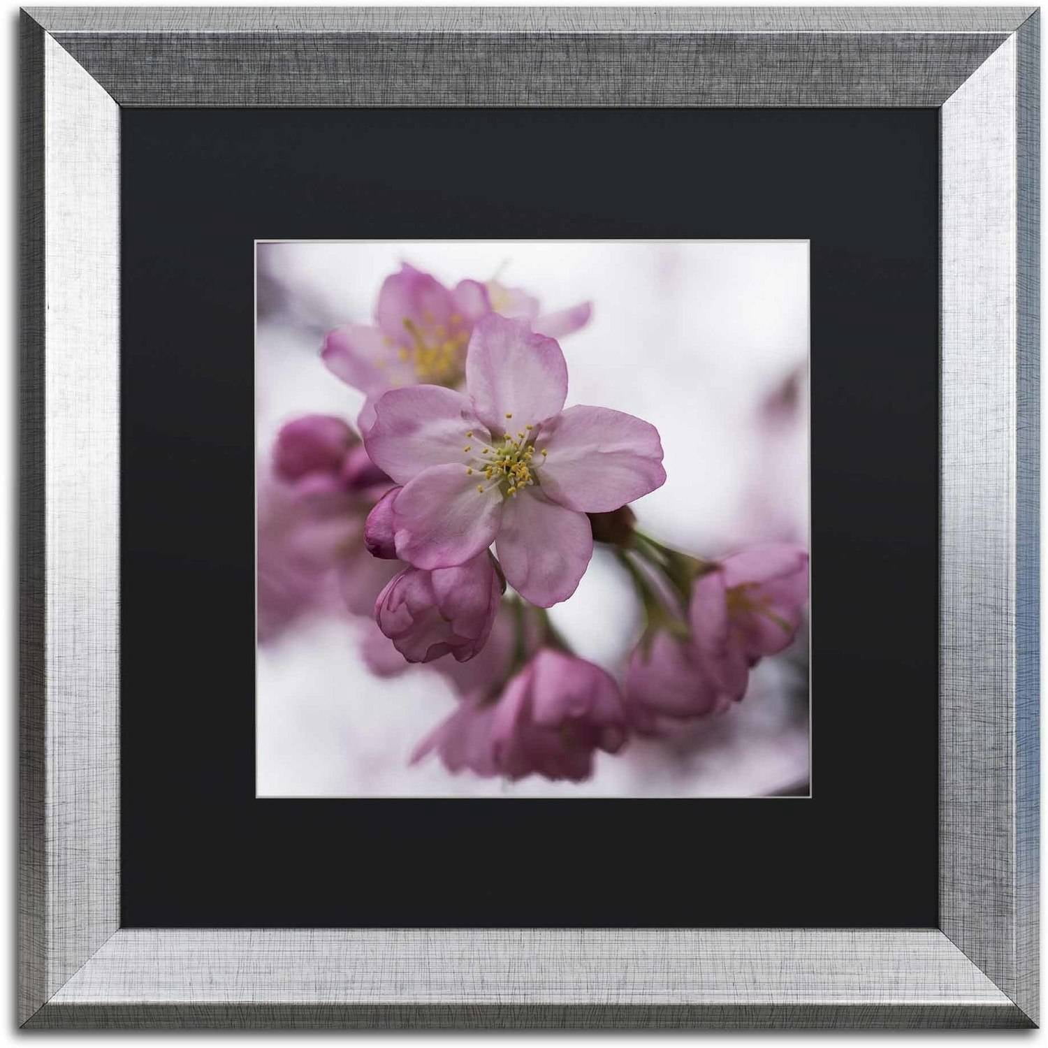Trademark Fine Art "Cherry Pink" Canvas Art by Kurt Shaffer, Black Matte, Silver Frame
