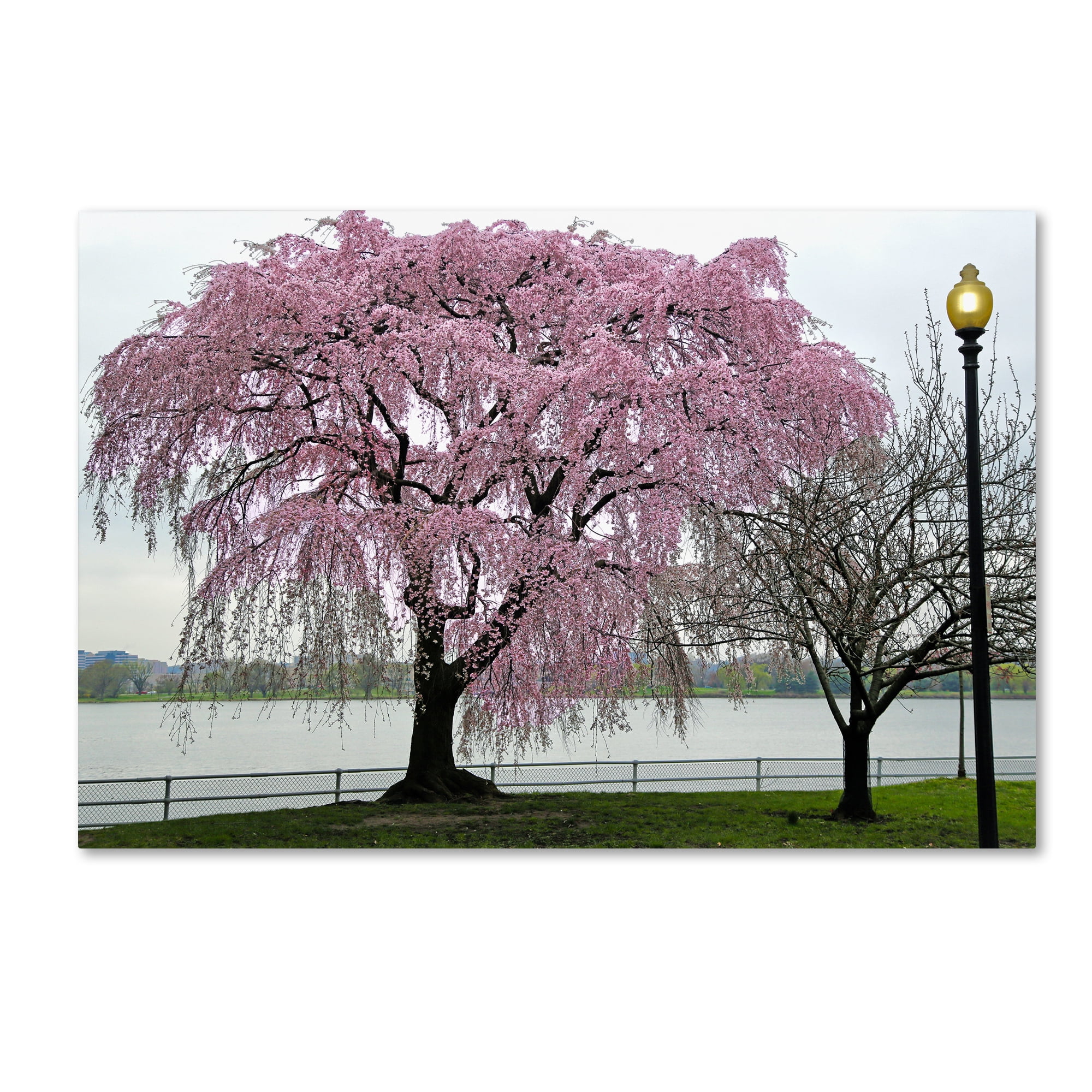 Trademark Fine Art "Cherry Tree" Canvas Art by CATeyes
