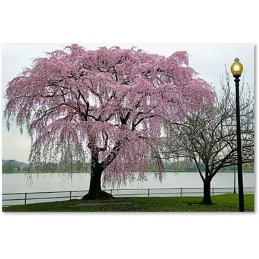 Trademark Fine Art "Cherry Tree" Canvas Art by CATeyes