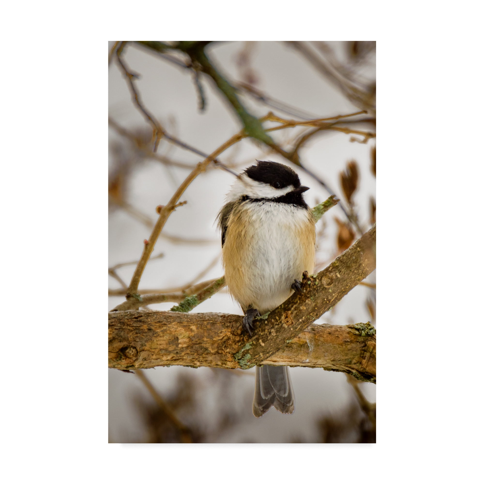 Trademark Fine Art 'Chickadee On Tree' Canvas Art by Brenda Petrella Photography Llc