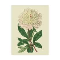 Trademark Fine Art 'Chinese Peony' Canvas Art by Sydenham Edwards