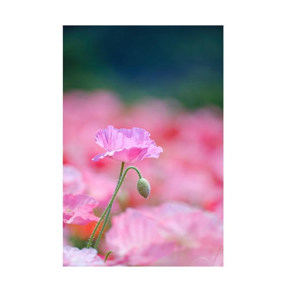 Trademark Fine Art Chisho Nakada Pink Floral Canvas Wall Art