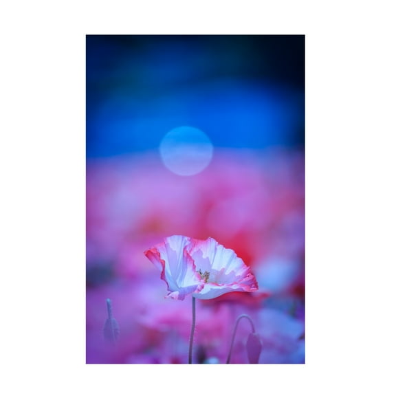 Trademark Fine Art Chisho Nakada  Pink Flowers Canvas Wall Art