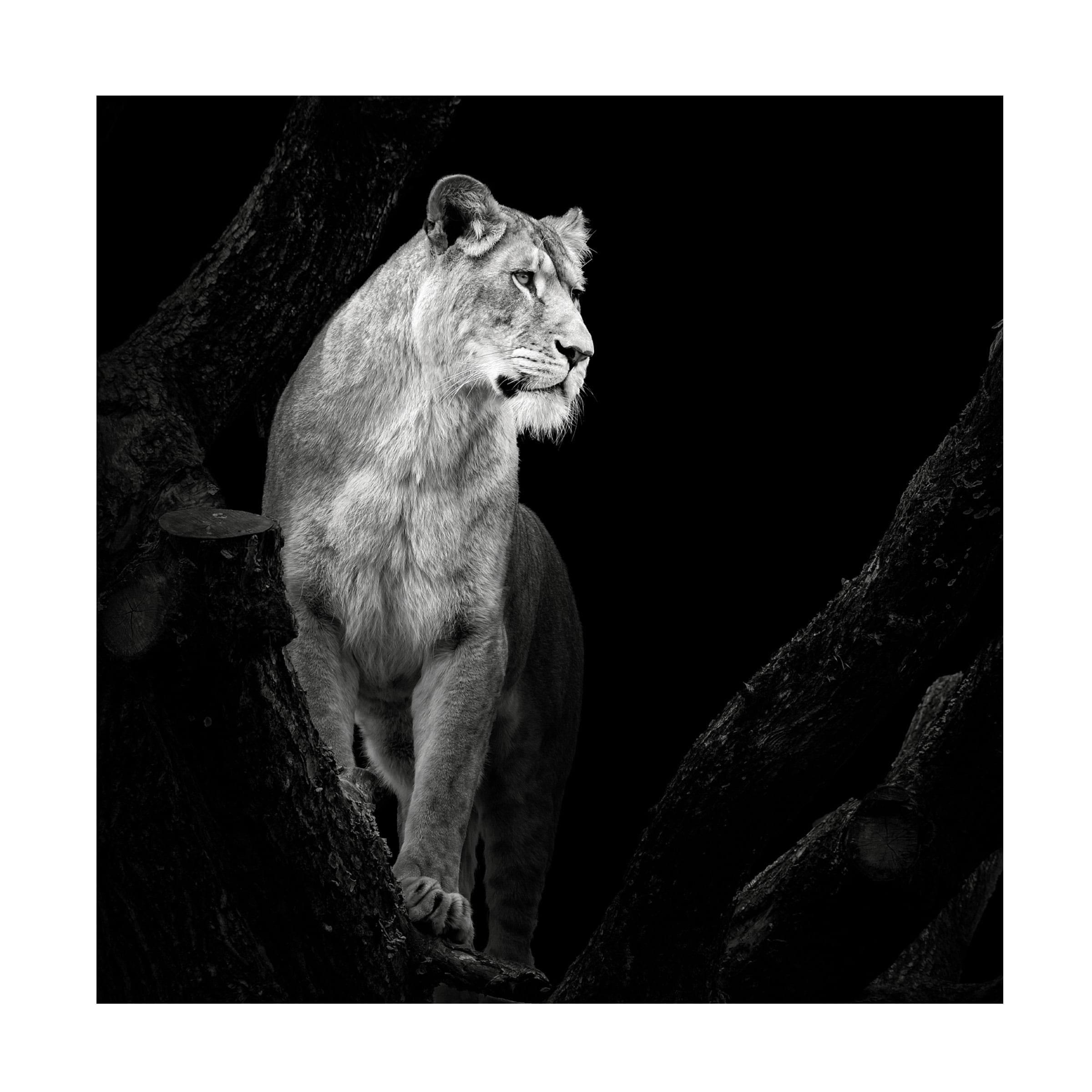 Trademark Fine Art Christian Meermann Lioness Canvas Wall Art