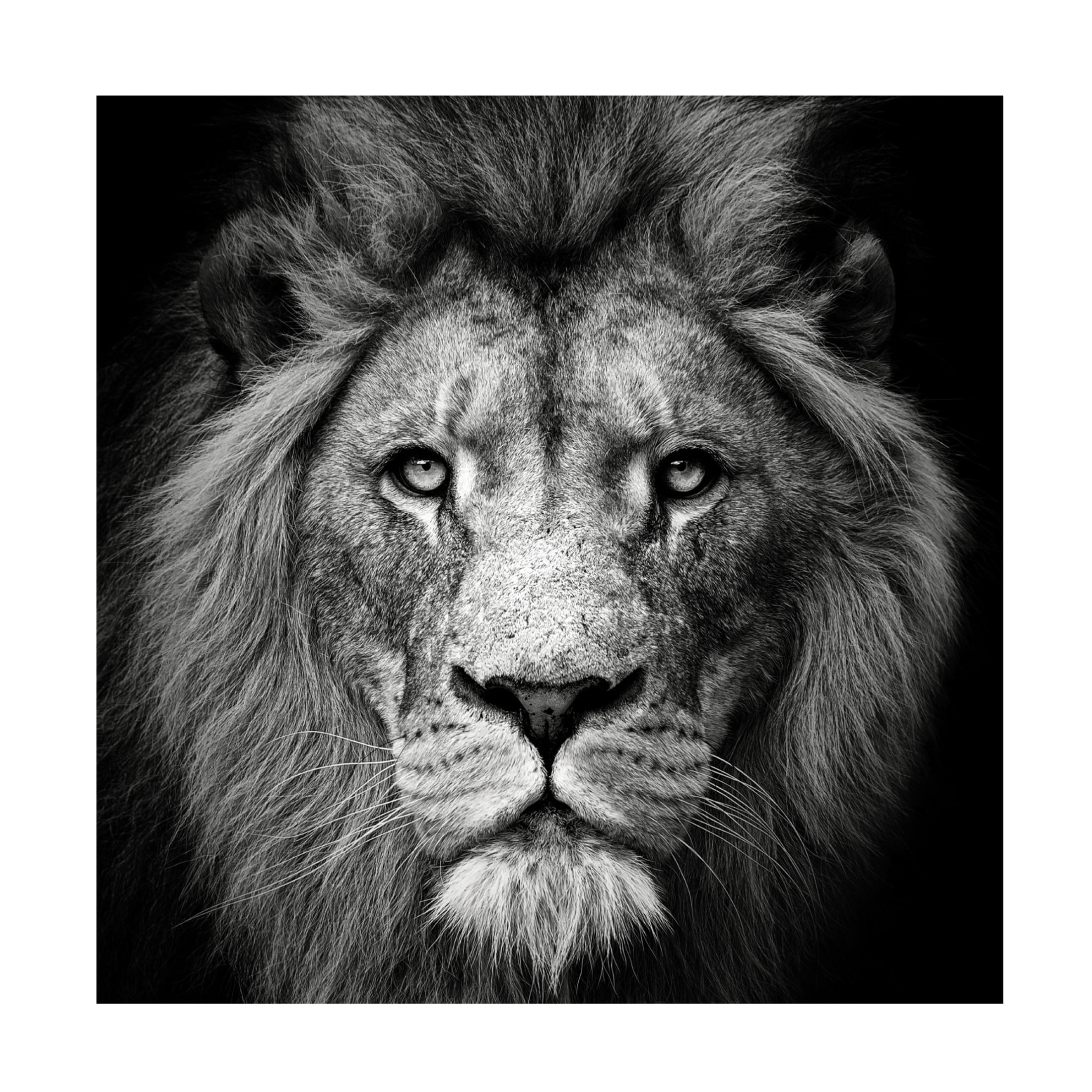Trademark Fine Art Christian Meermann Stare Me Down 3 Canvas Wall Art