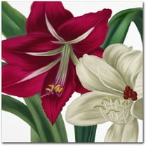 Trademark Fine Art "Christmas Amaryllis I" Canvas Art by Color Bakery