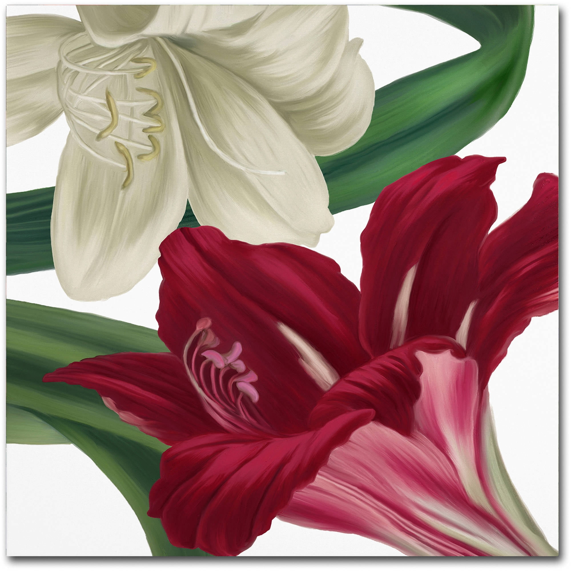 Trademark Fine Art "Christmas Amaryllis II" Canvas Art by Color Bakery