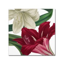 Trademark Fine Art "Christmas Amaryllis II" Canvas Art by Color Bakery