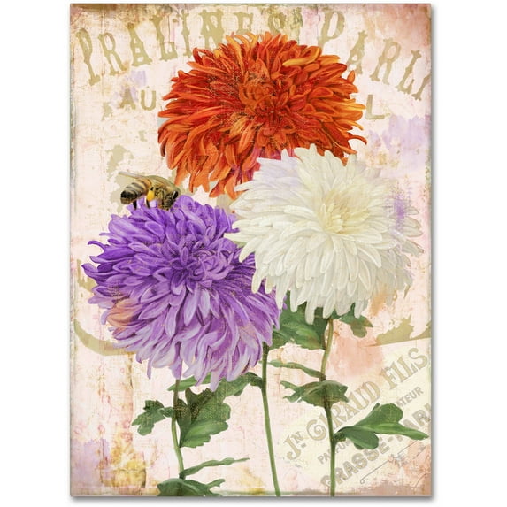 Trademark Fine Art "Chrysanthemums" Canvas Art by Color Bakery
