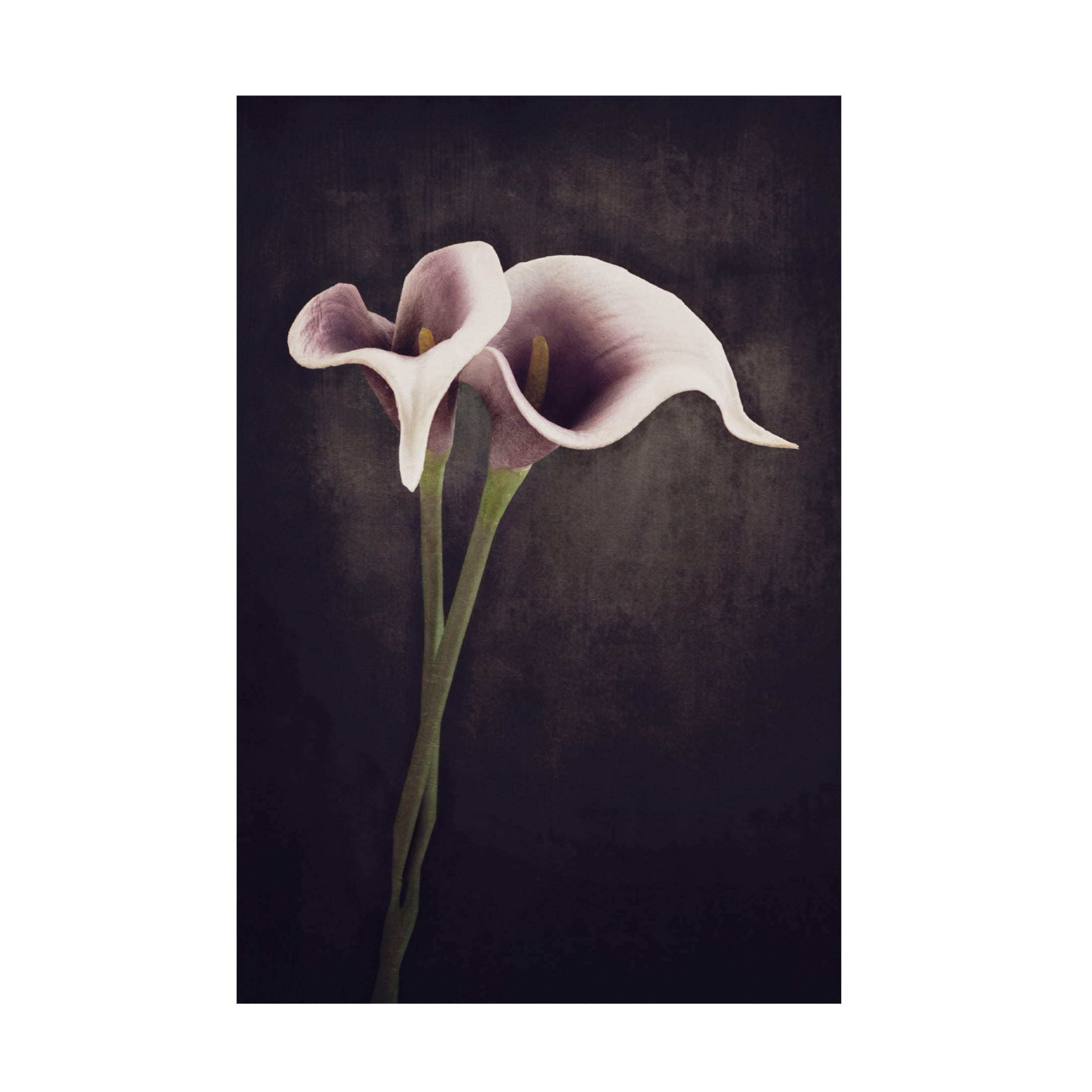 Trademark Fine Art Cicek Kiral Bonded Canvas Wall Art