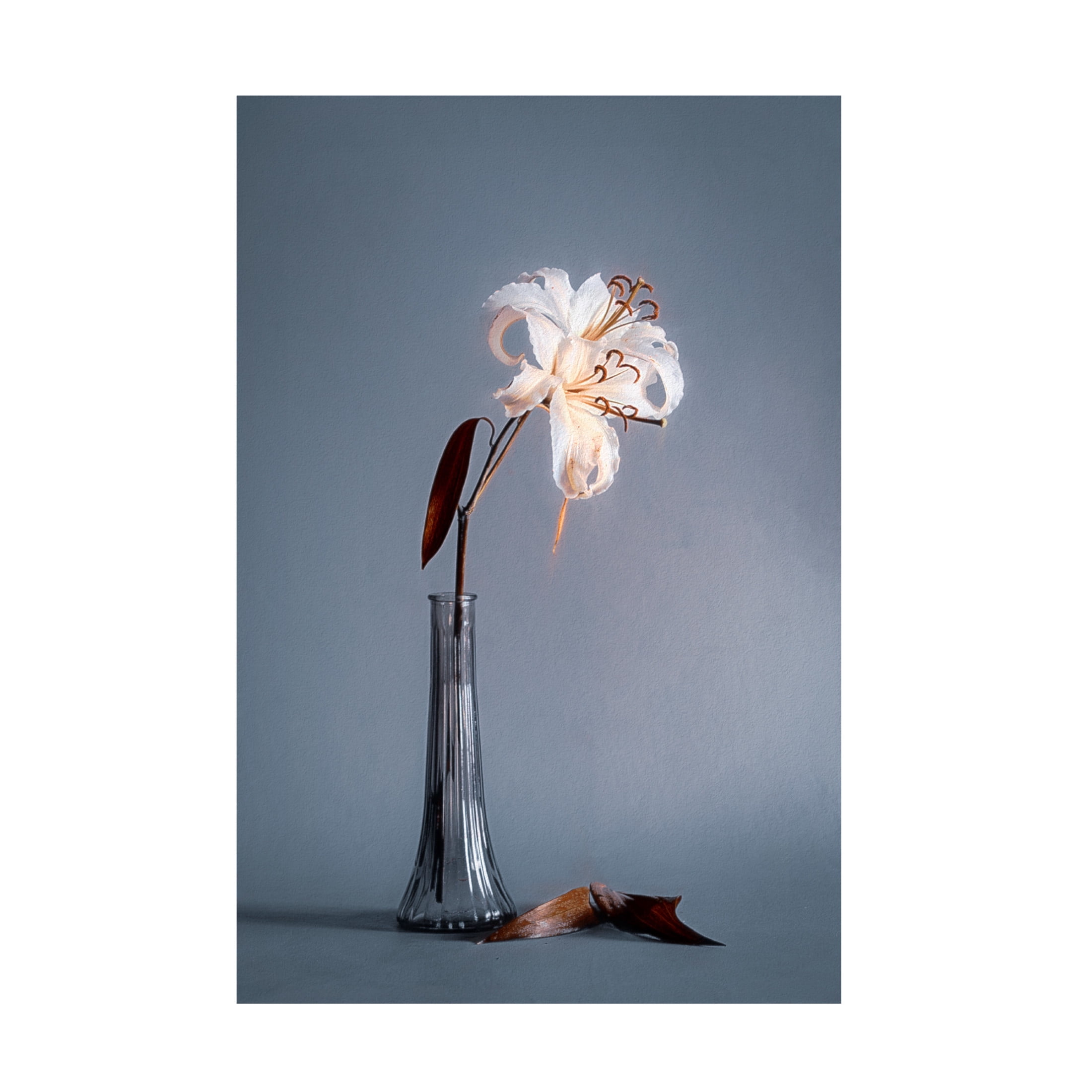 Trademark Fine Art Cicek Kiral  Elegant Lines Canvas Wall Art
