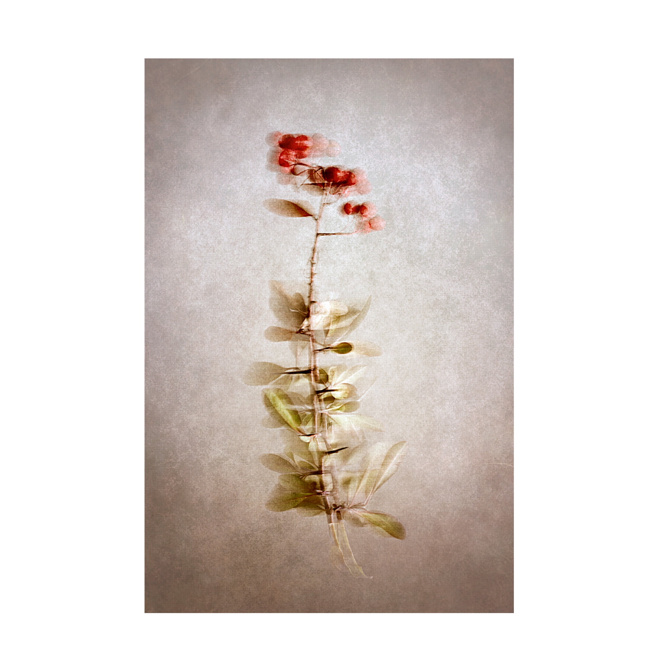 Trademark Fine Art Cicek Kiral Exposed Canvas Wall Art