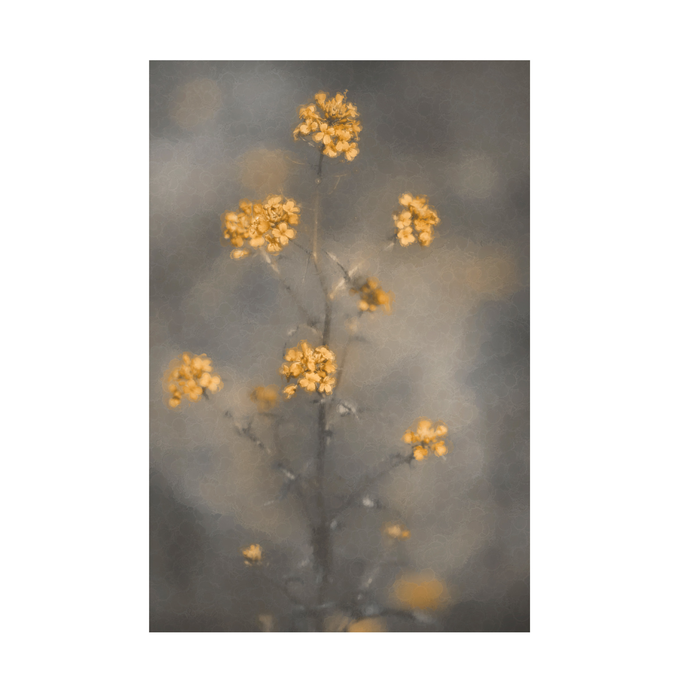 Trademark Fine Art Cicek Kiral Spring Vibes Canvas Wall Art