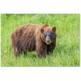 thumbnail image 1 of Trademark Fine Art 'Cinnamon Bear' Canvas Art by Pierre Leclerc, 1 of 3