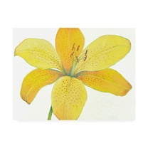 Trademark Fine Art 'Citron Tiger Lily II' Canvas Art by Tim OToole