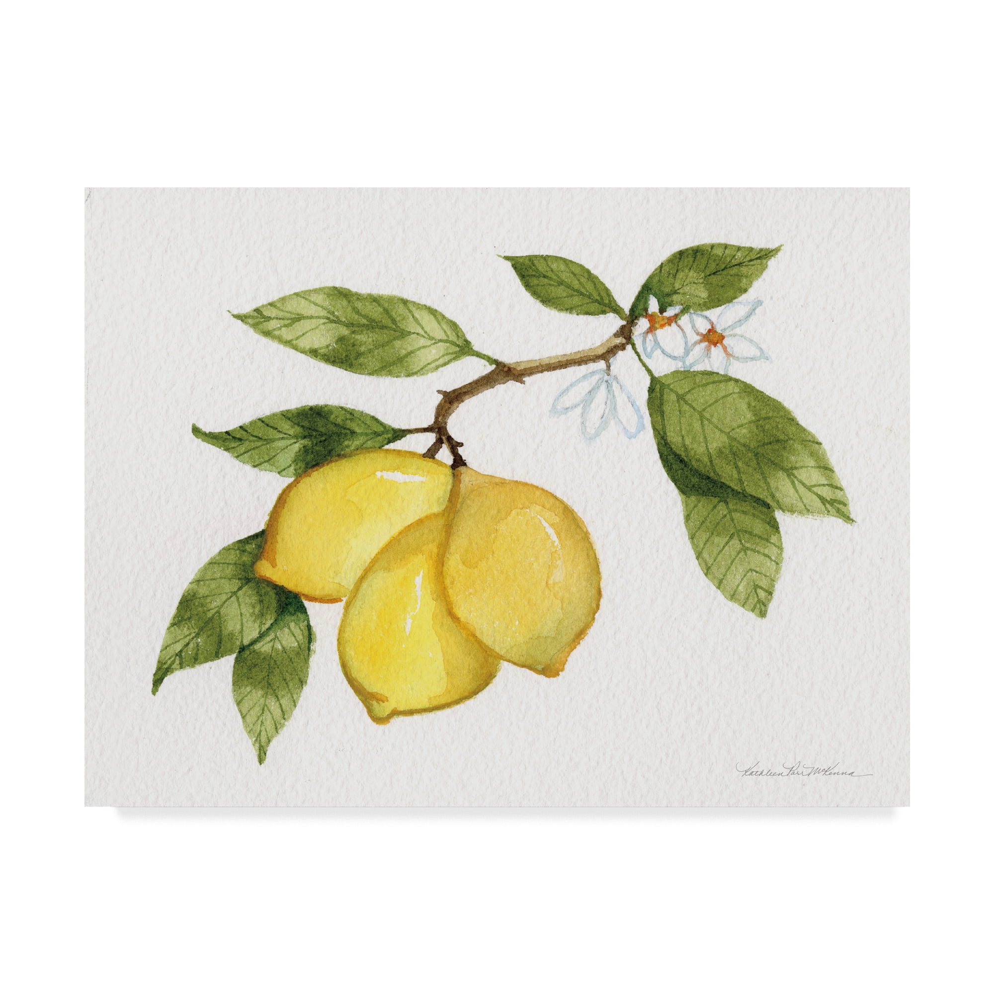 Trademark Fine Art 'Citrus Garden I' Canvas Art by Kathleen Parr McKenna