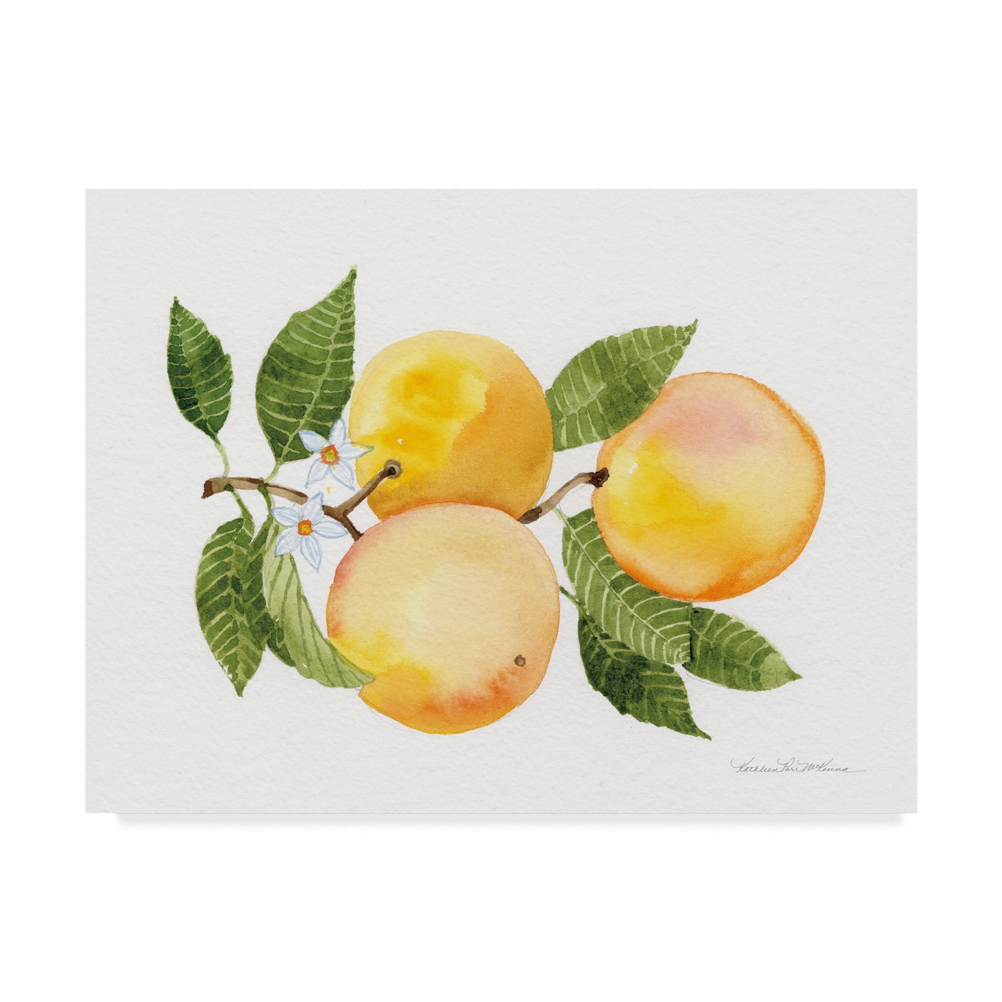 Trademark Fine Art 'Citrus Garden III' Canvas Art by Kathleen Parr McKenna