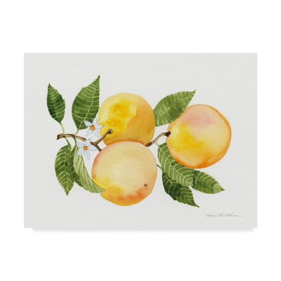 Trademark Fine Art 'Citrus Garden III' Canvas Art by Kathleen Parr McKenna