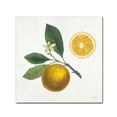 thumbnail image 1 of Trademark Fine Art 'Classic Citrus II' Canvas Art by Sue Schlabach, 1 of 3