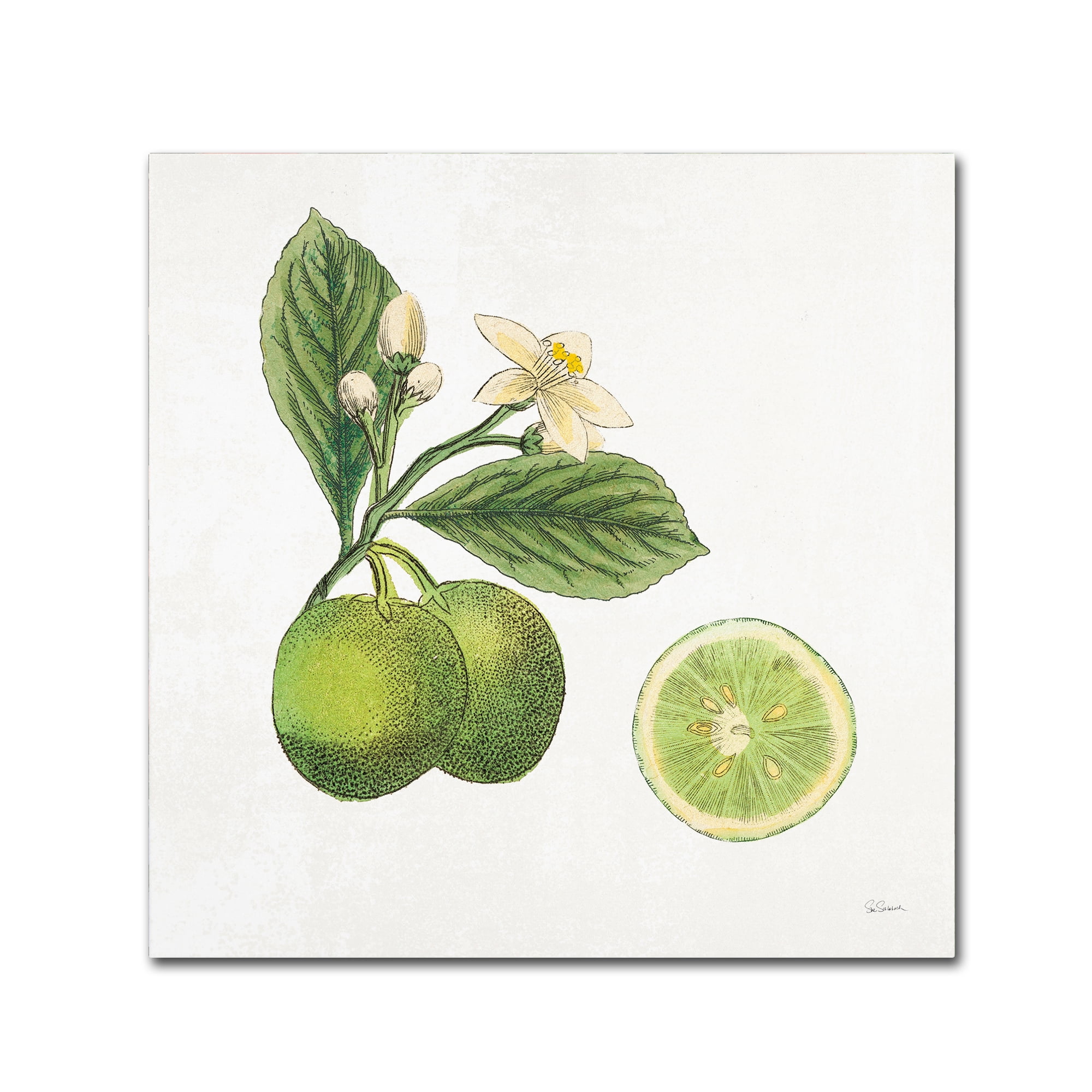 Trademark Fine Art 'Classic Citrus III' Canvas Art by Sue Schlabach