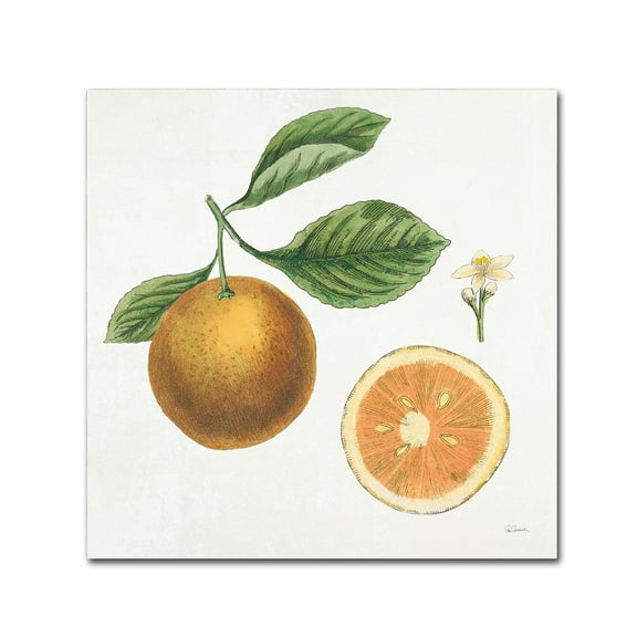 Trademark Fine Art 'Classic Citrus IV' Canvas Art by Sue Schlabach