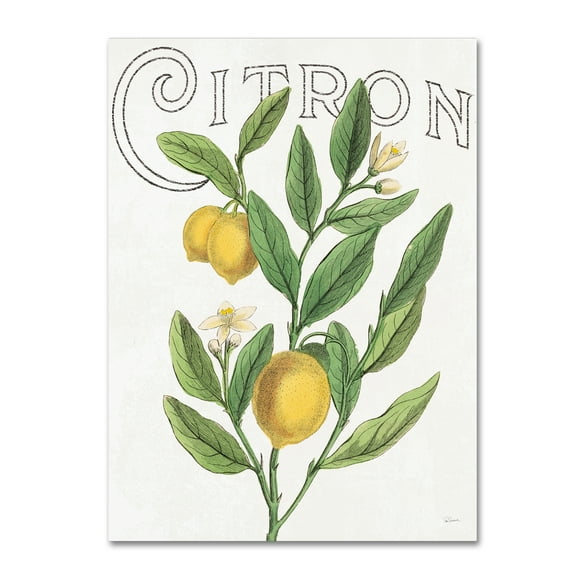 Trademark Fine Art 'Classic Citrus V' Canvas Art by Sue Schlabach