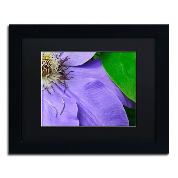 Trademark Fine Art "Clematis Abstract" Canvas Art by Kurt Shaffer Black Matte, Black Frame