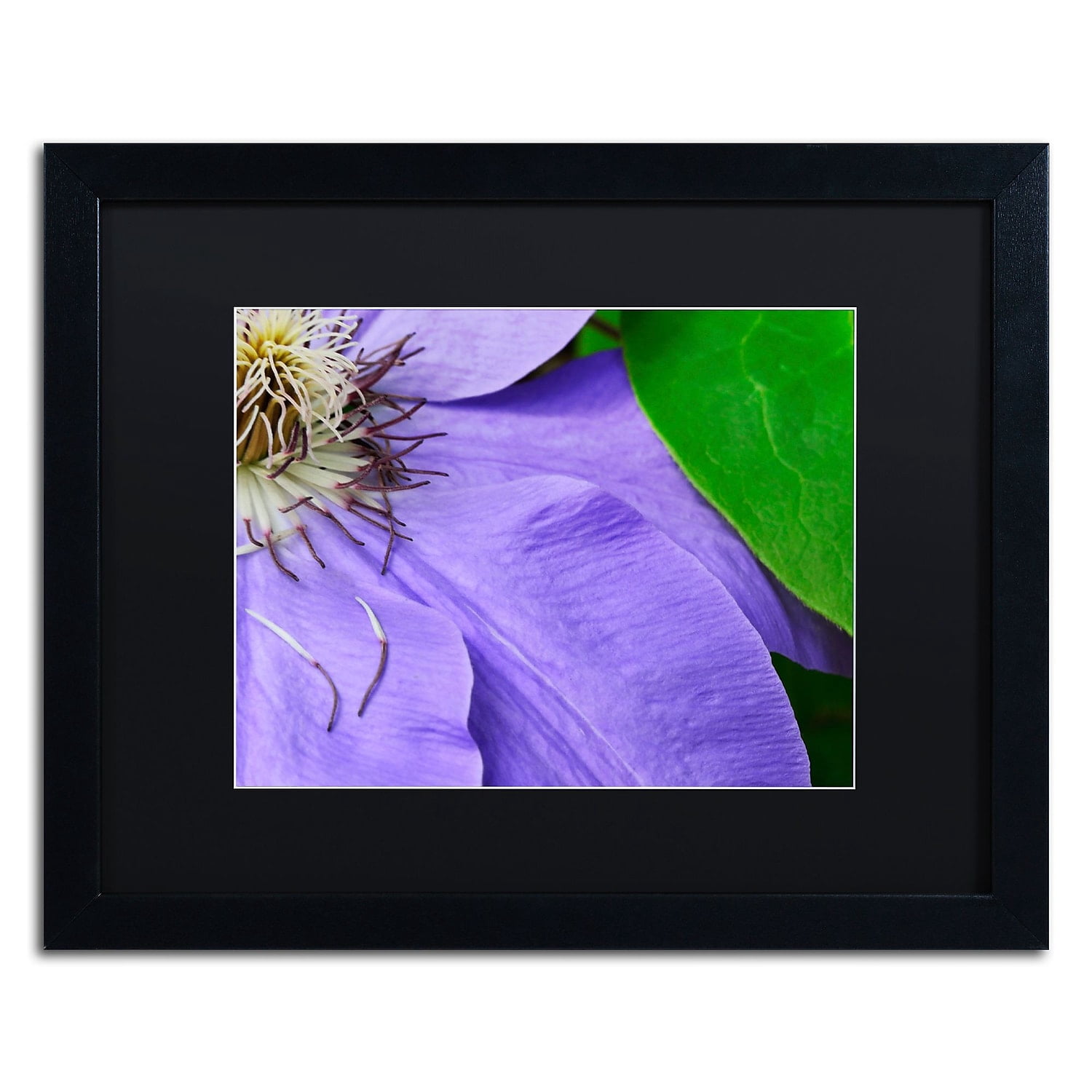 Trademark Fine Art "Clematis Abstract" Canvas Art by Kurt Shaffer Black Matte, Black Frame