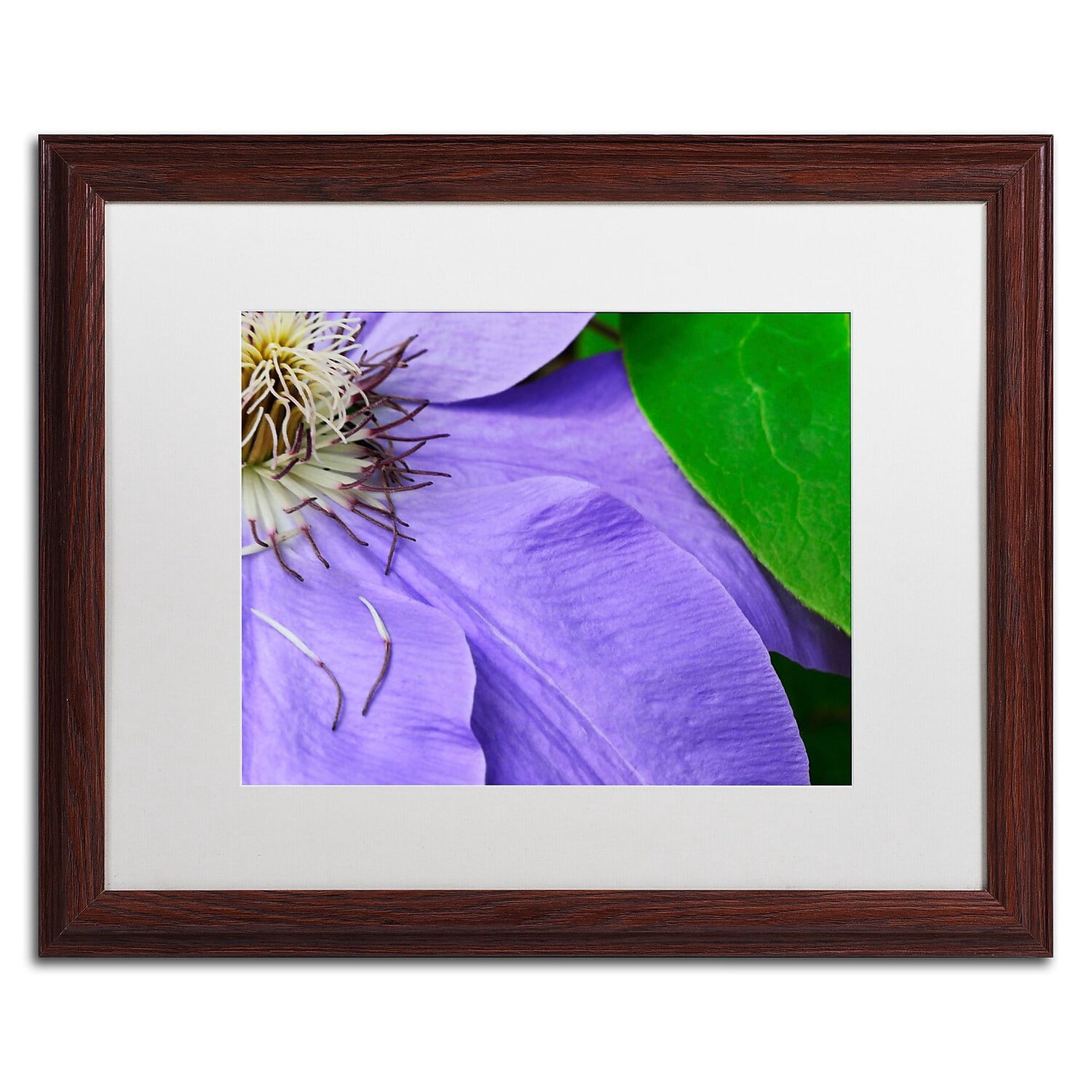 Trademark Fine Art "Clematis Abstract" Canvas Art by Kurt Shaffer White Matte, Wood Frame