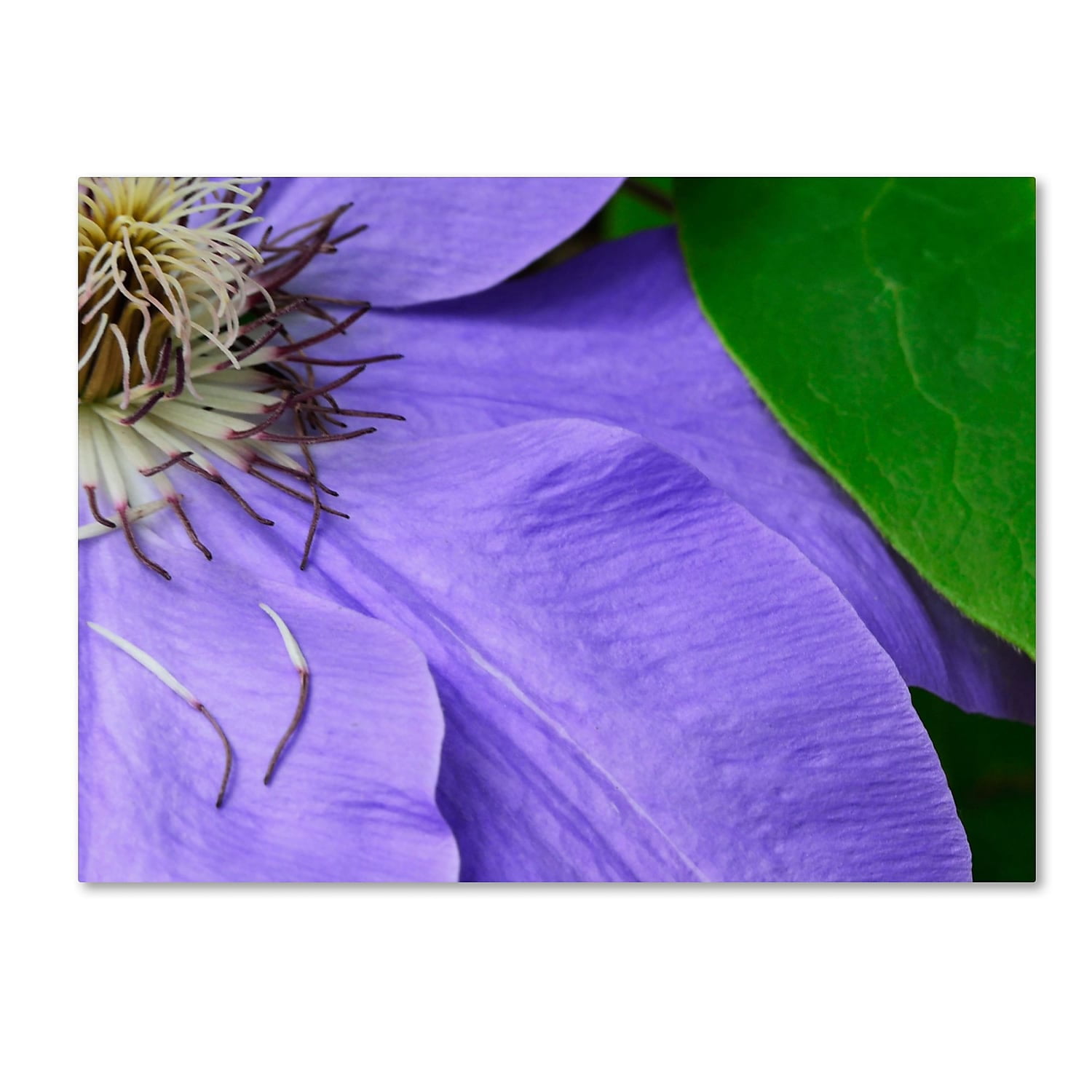 Trademark Fine Art "Clematis Abstract" Canvas Art by Kurt Shaffer