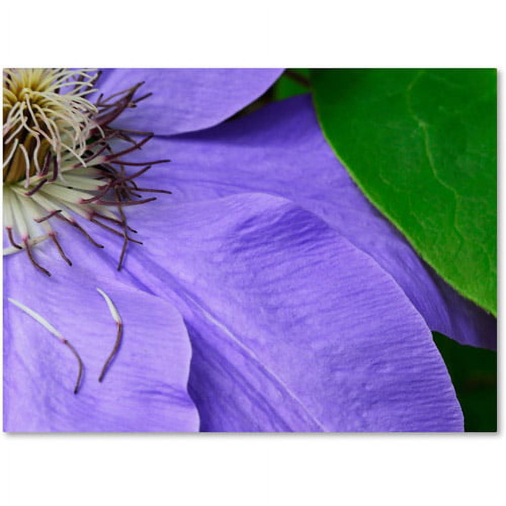 Purple Clematis Abstract Canvas Art Print