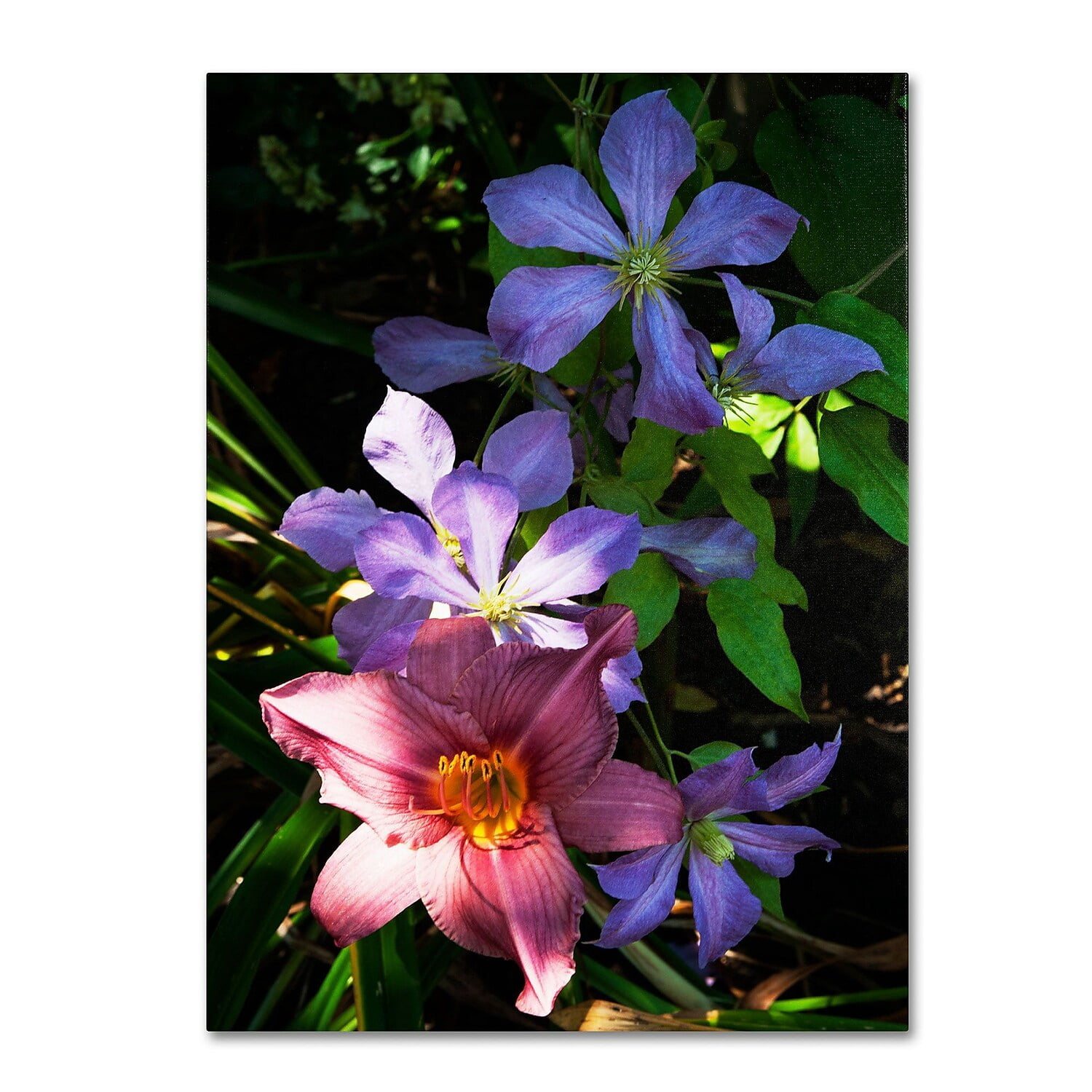 Trademark Fine Art "Clematis and Lily" Canvas Art by Kurt Shaffer