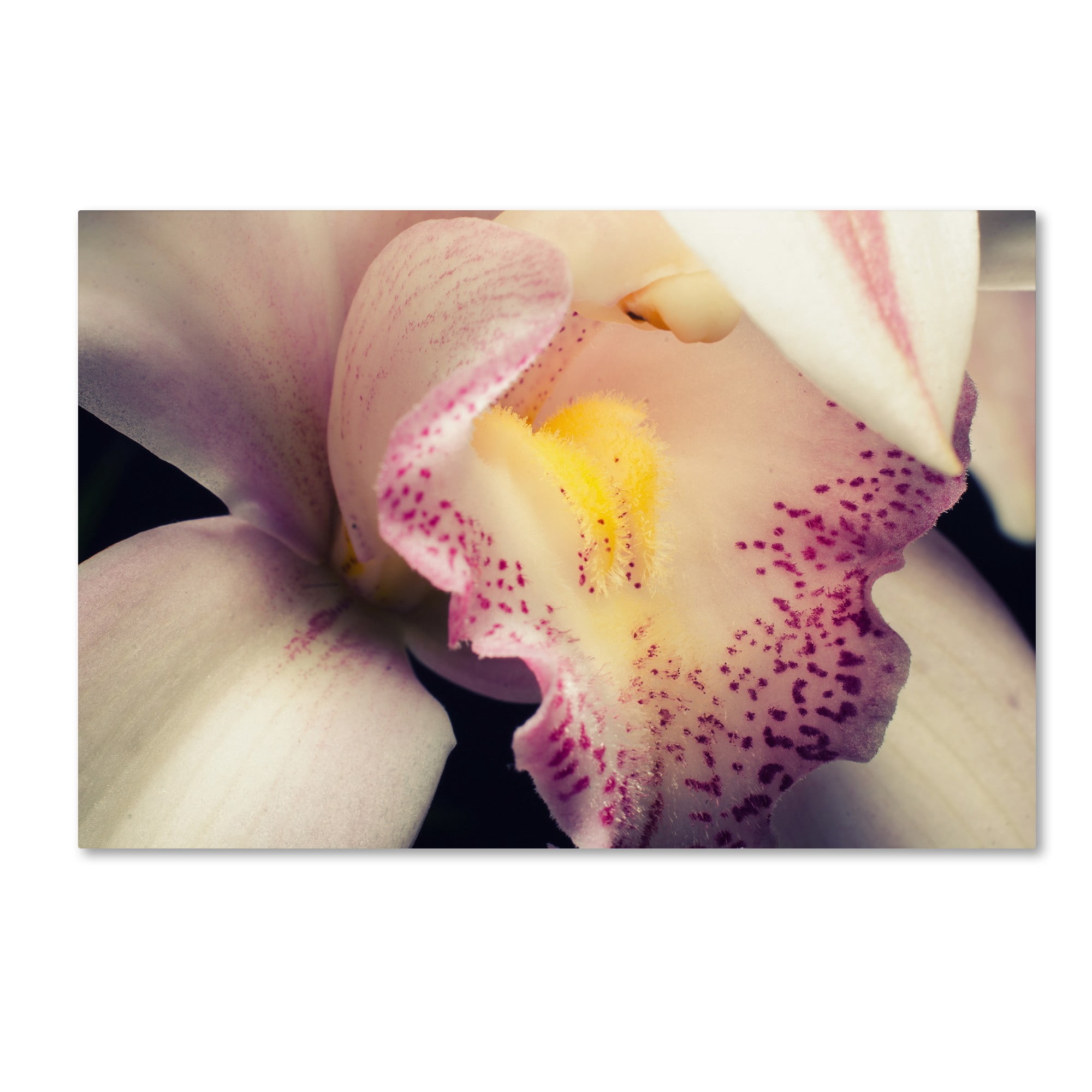 Trademark Fine Art 'Close-Up of Orchid' Canvas Art by PIPA Fine Art