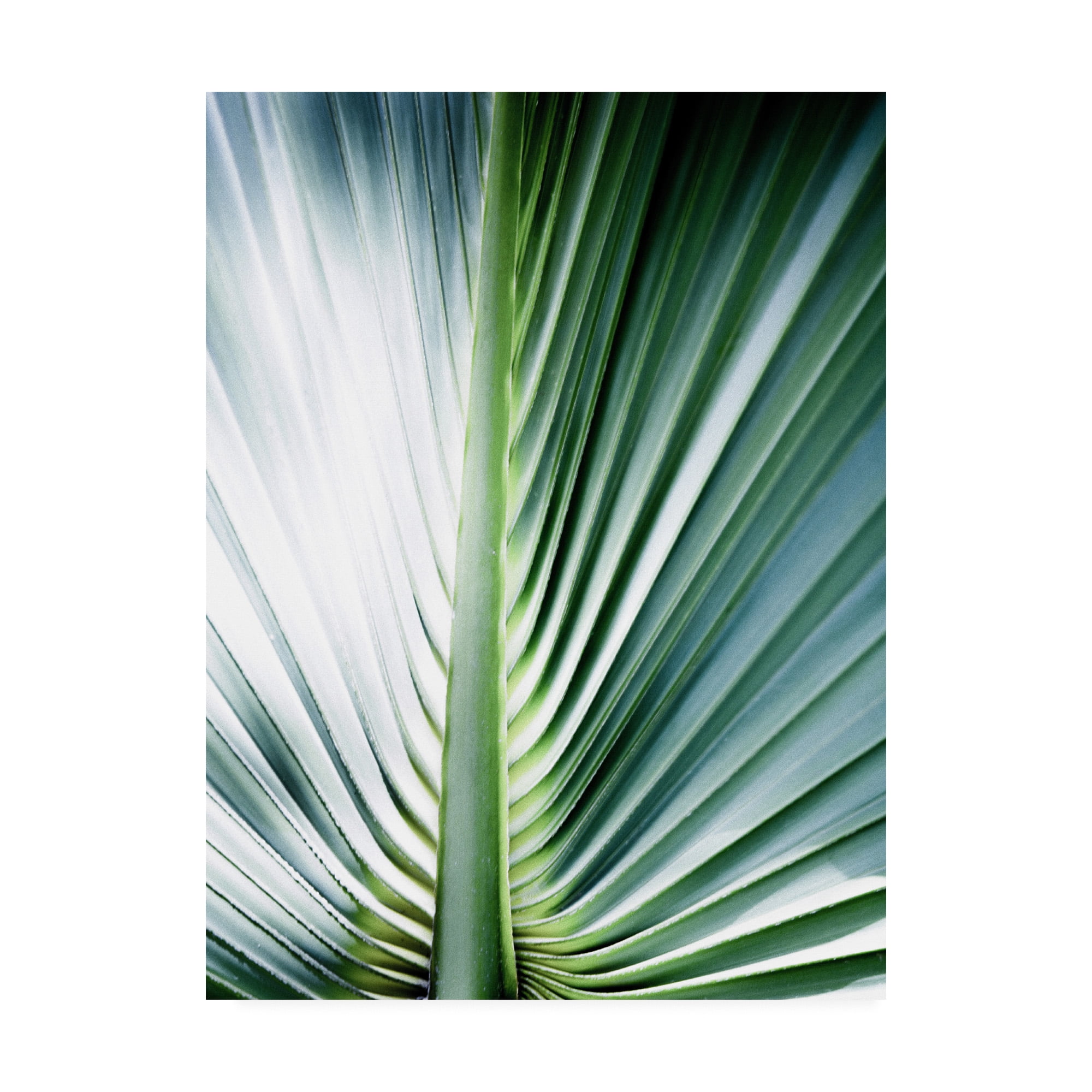 Trademark Fine Art 'Close up III Tropic' Canvas Art by Incado