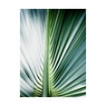 thumbnail image 1 of Trademark Fine Art 'Close up III Tropic' Canvas Art by Incado, 1 of 3