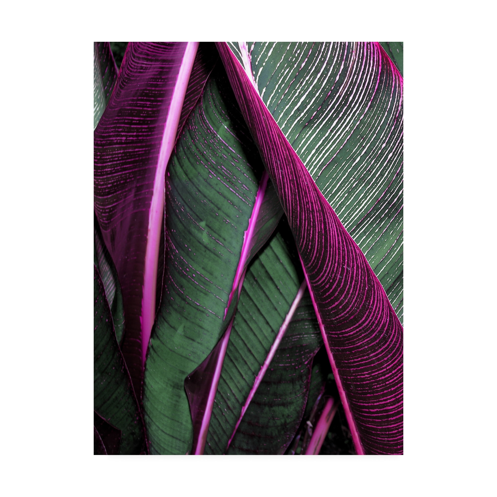 Trademark Fine Art 'Close up VII' Canvas Art by Incado