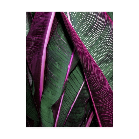 Trademark Fine Art 'Close up VII' Canvas Art by Incado