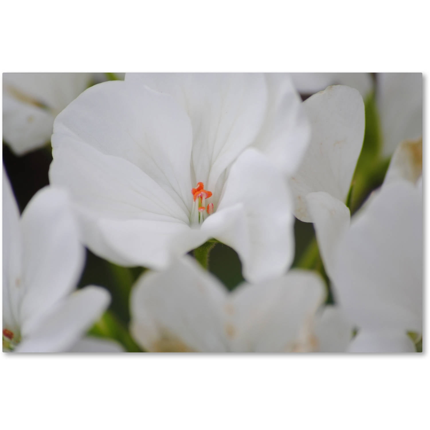 Trademark Fine Art "Clustered Jewel" Canvas Art by Monica Mize