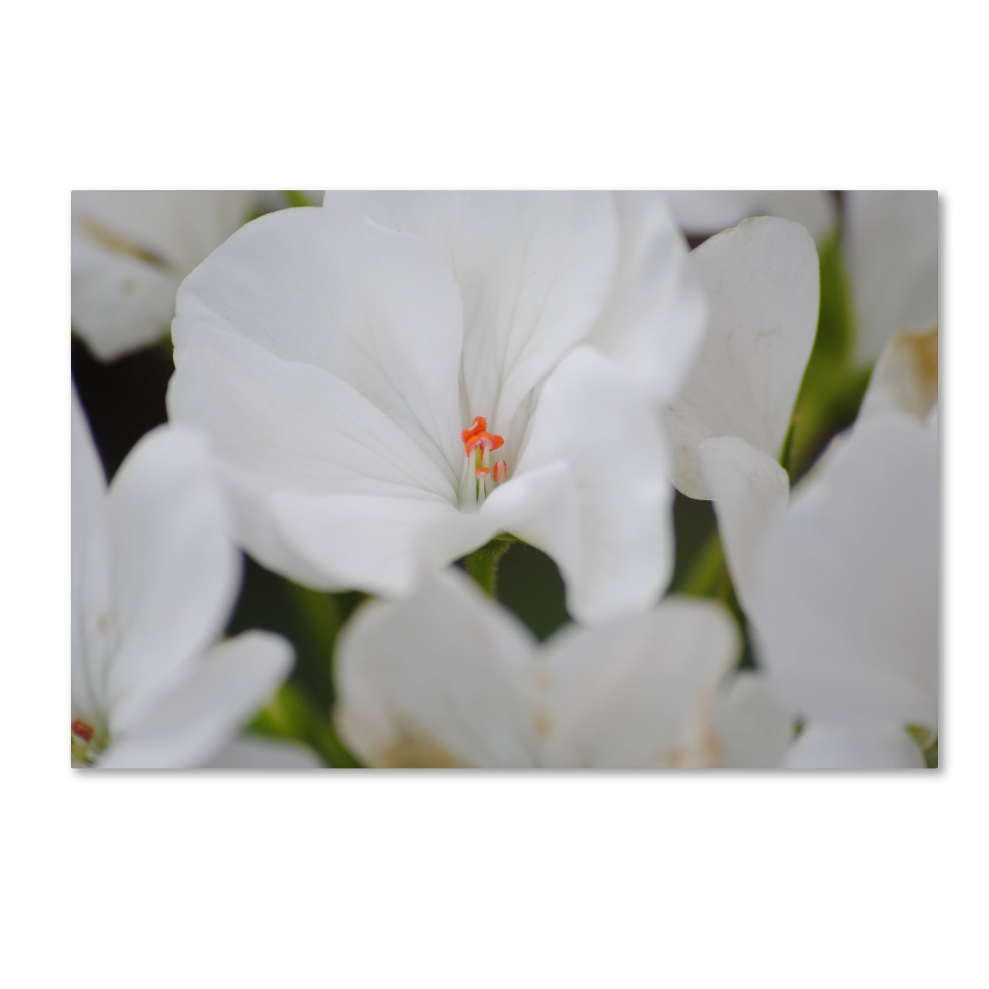 Trademark Fine Art "Clustered Jewel" Canvas Art by Monica Mize
