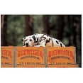 thumbnail image 1 of Trademark Fine Art "Clydesdale Dalmatian Resting on Budweiser Case" Canvas Art, 1 of 2