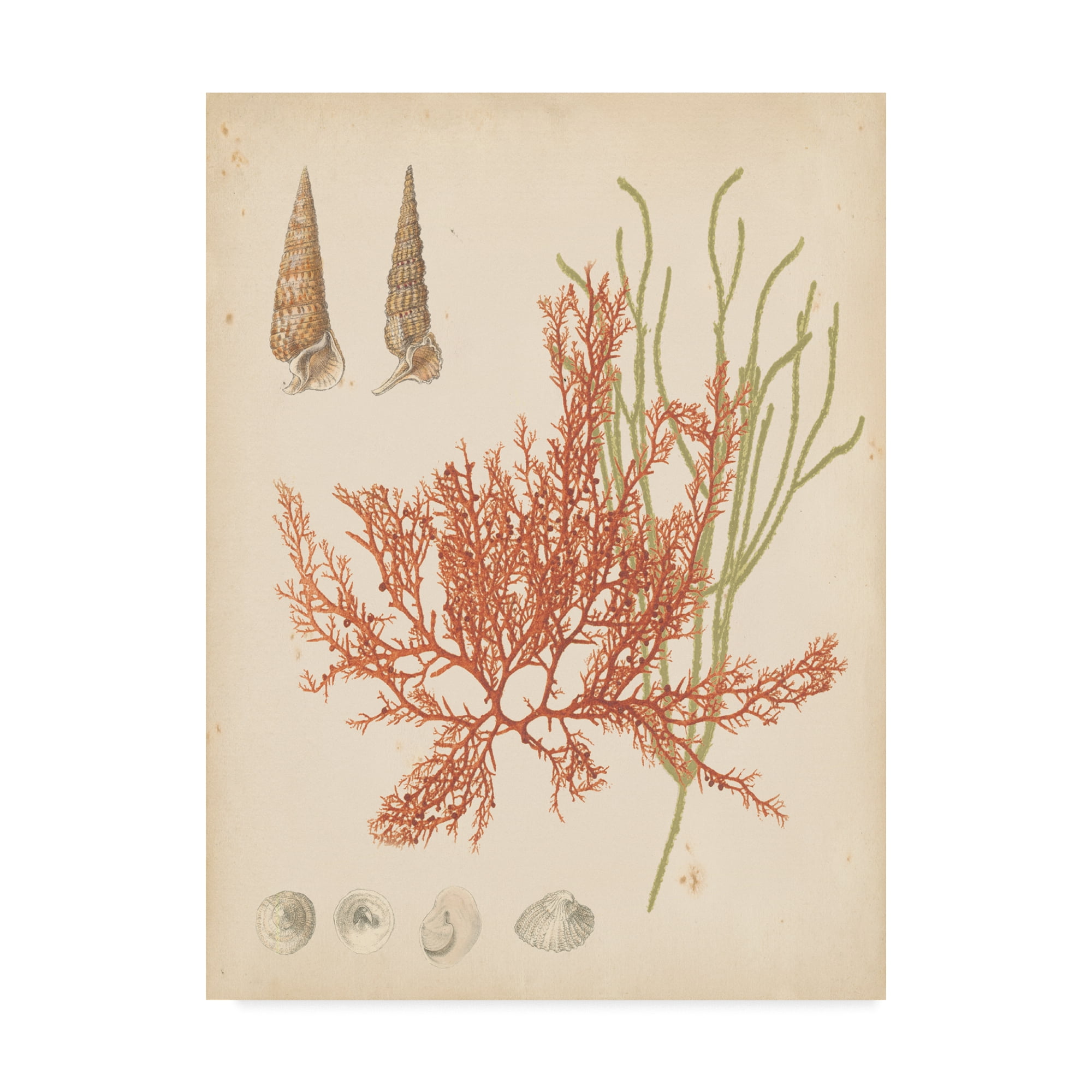 Trademark Fine Art 'Coastal Relic III' Canvas Art by Vision Studio
