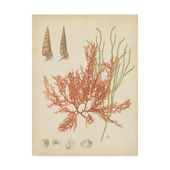 Trademark Fine Art 'Coastal Relic III' Canvas Art by Vision Studio