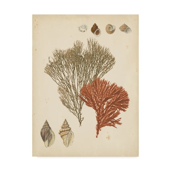 Trademark Fine Art 'Coastal Relic IV' Canvas Art by Vision Studio