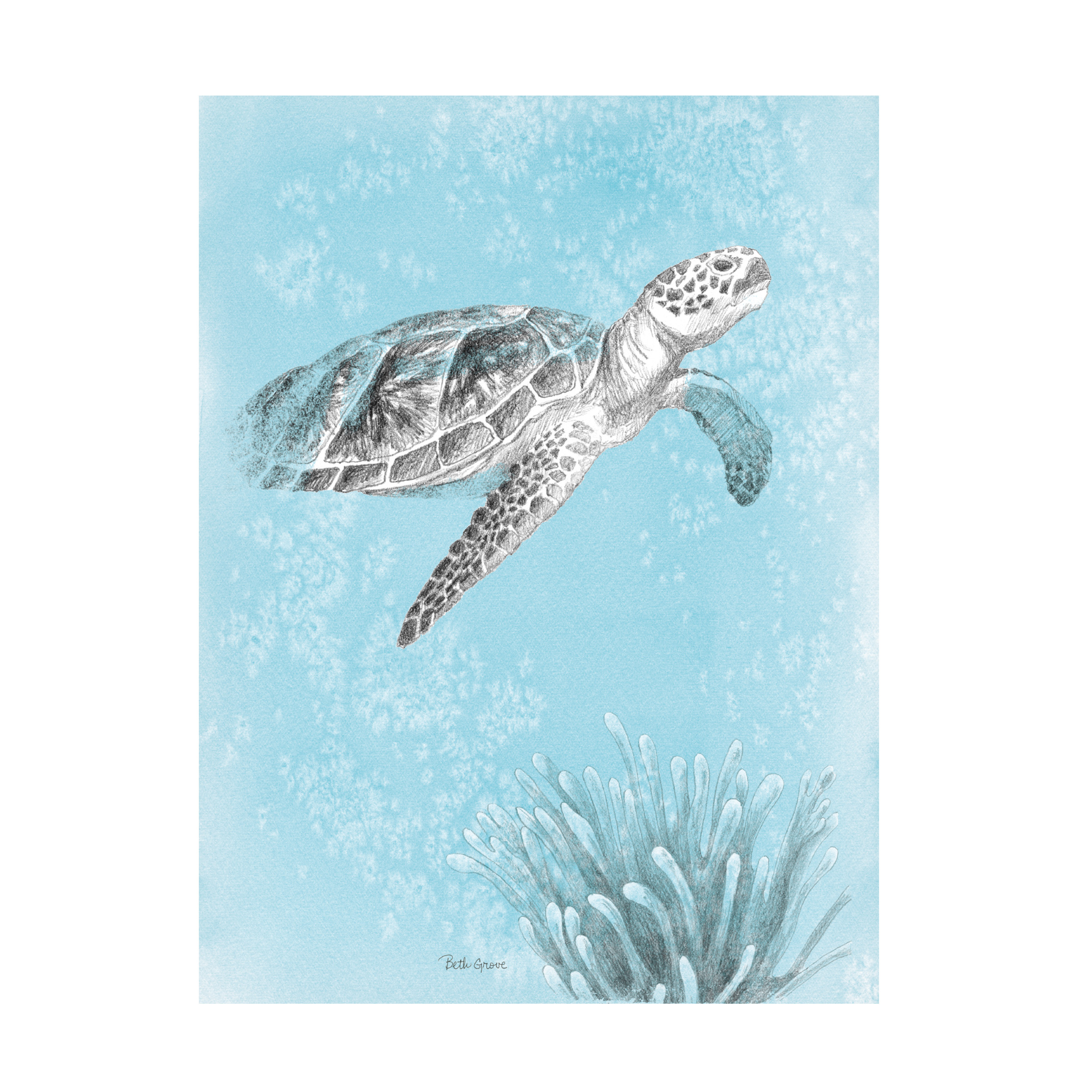 Trademark Fine Art 'Coastal Sea Life I v2' Canvas Art by Beth Grove