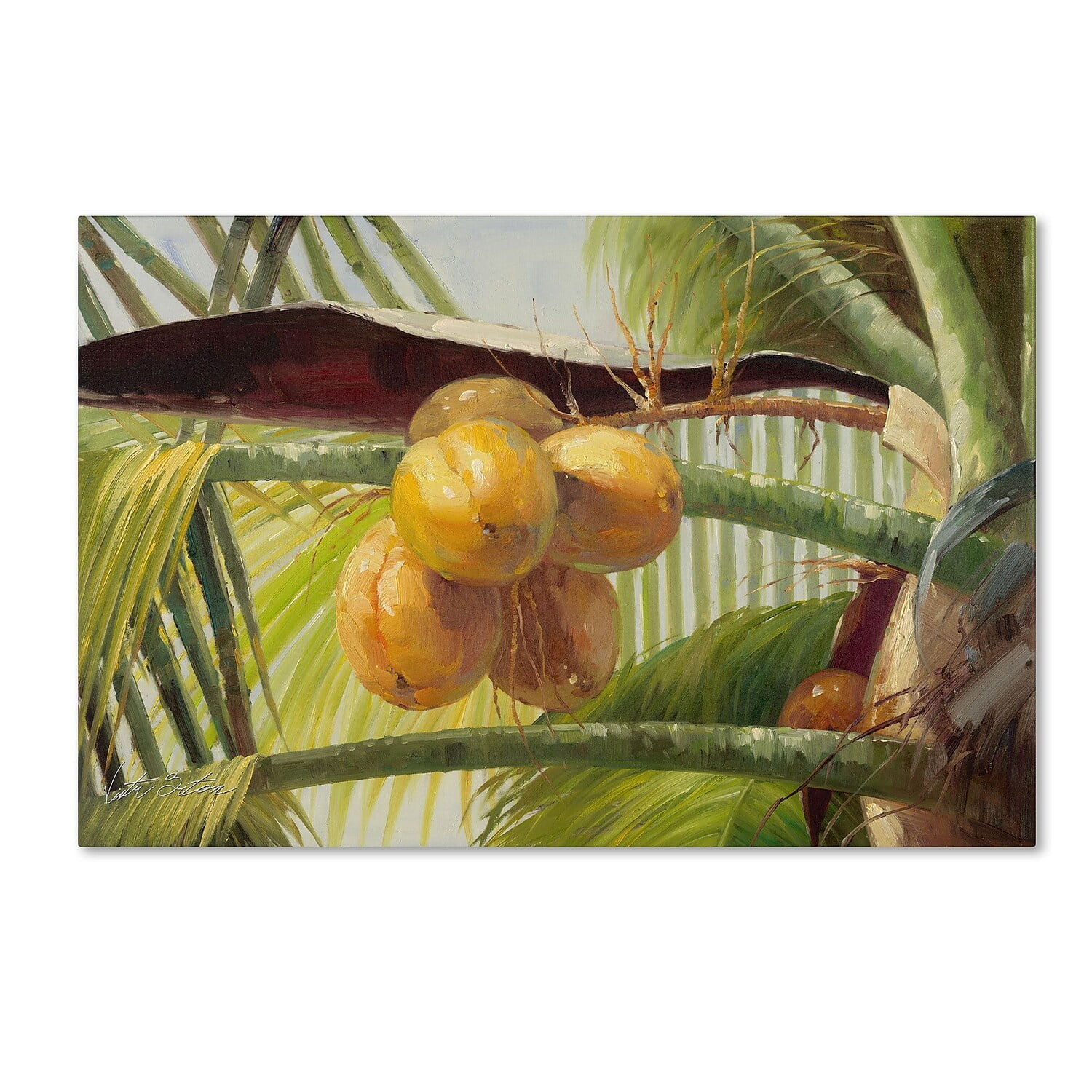 Trademark Fine Art "Coconut Palm I" Canvas Art by Victor Giton