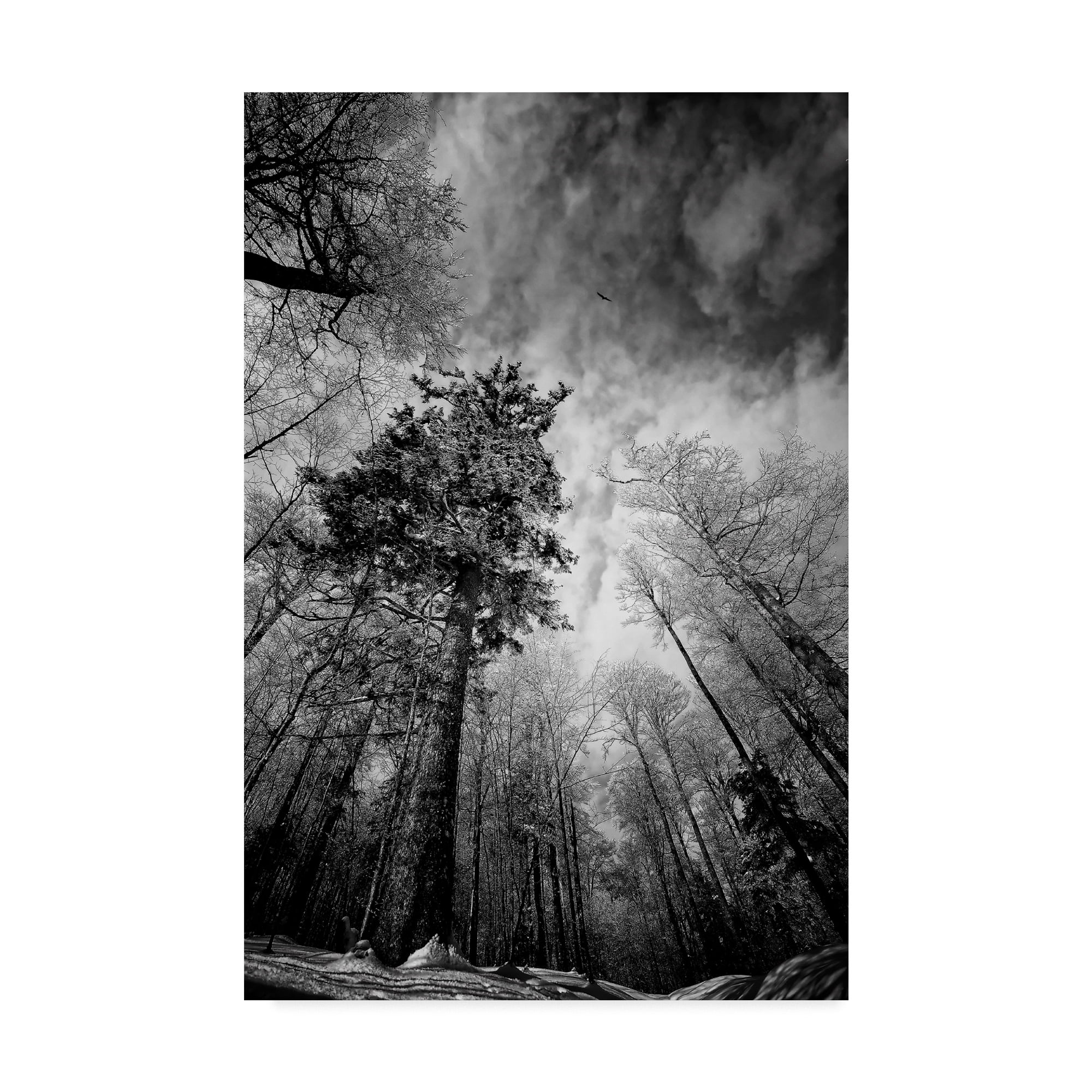 Trademark Fine Art 'Cold Vision' Canvas Art by Philippe Sainte-Laudy
