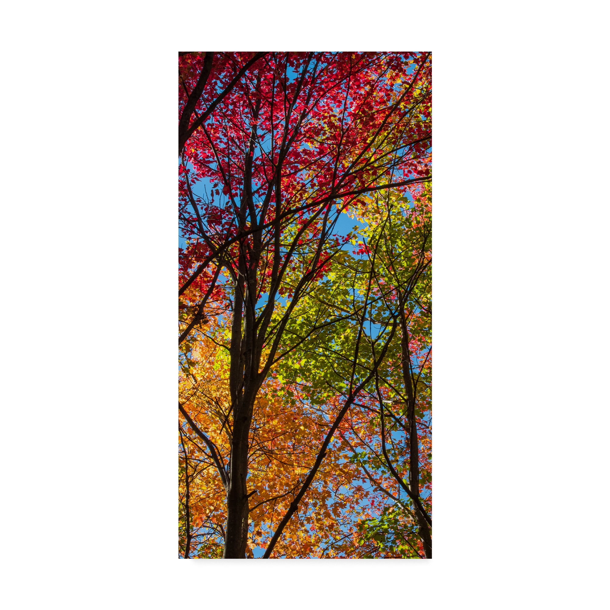 Trademark Fine Art 'Color Blend' Canvas Art by Brenda Petrella Photography Llc
