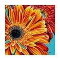 thumbnail image 1 of Trademark Fine Art 'Color Bursts II' Canvas Art by Carolee Vitaletti, 1 of 4