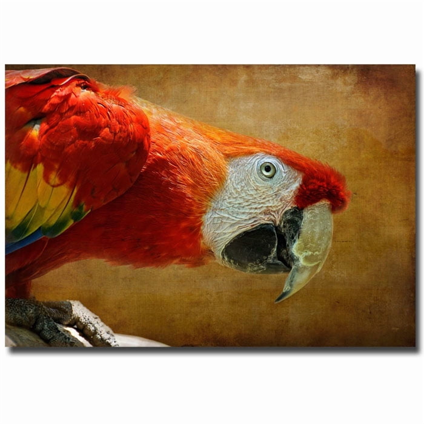 Trademark Fine Art "Colorful Bird" Canvas Art by Lois Bryan