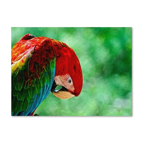 Trademark Fine Art "Colorful Macaw" Canvas Art by Lois Bryan